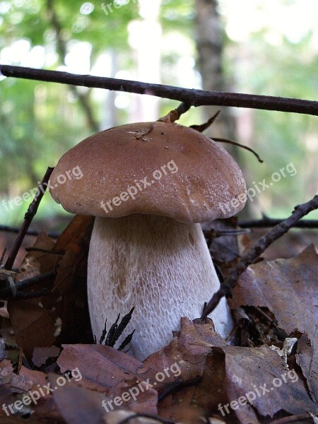 Fungus Boletus Edible Mushroom Right Nature