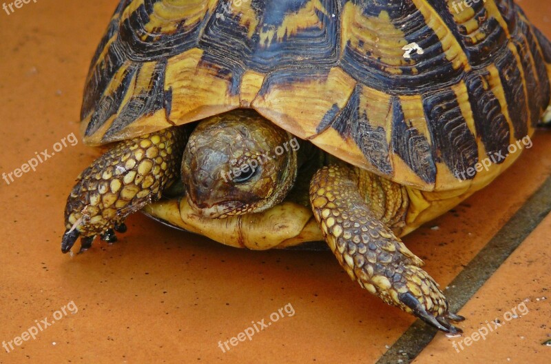 Turtle Animal Panzer Nature Reptile