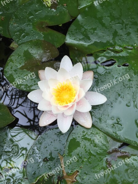 Water Lily Meditation Zen Pool Free Photos