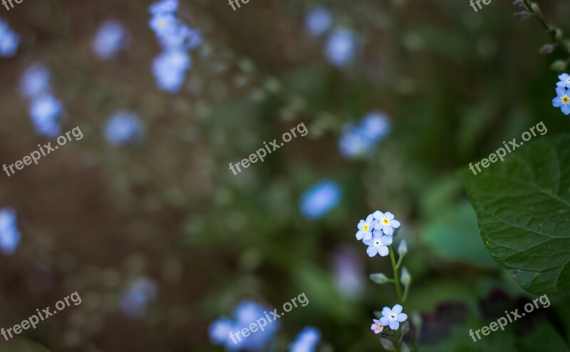 Flowers Plant Blue Nature Bush