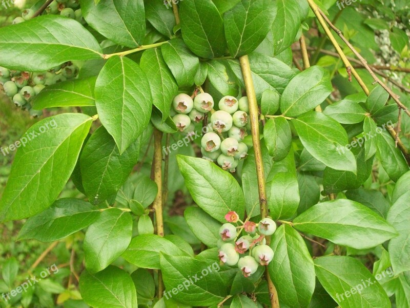 Blueberries Home Garden Organic Summer Free Photos