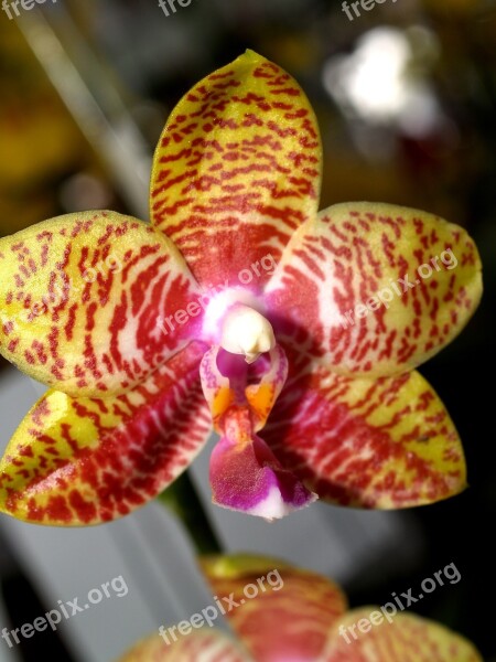 Orchid Flower Bright Violet Flora