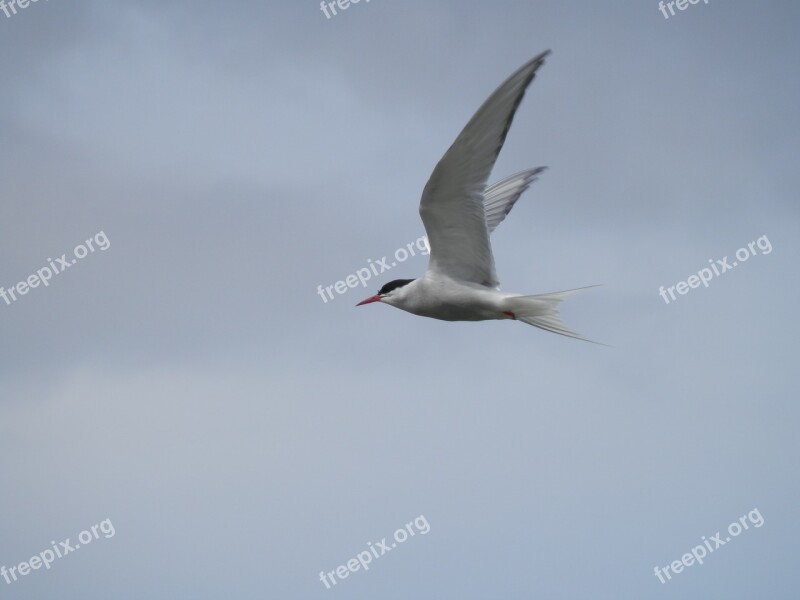 Tern Bird Sea Flight Fly