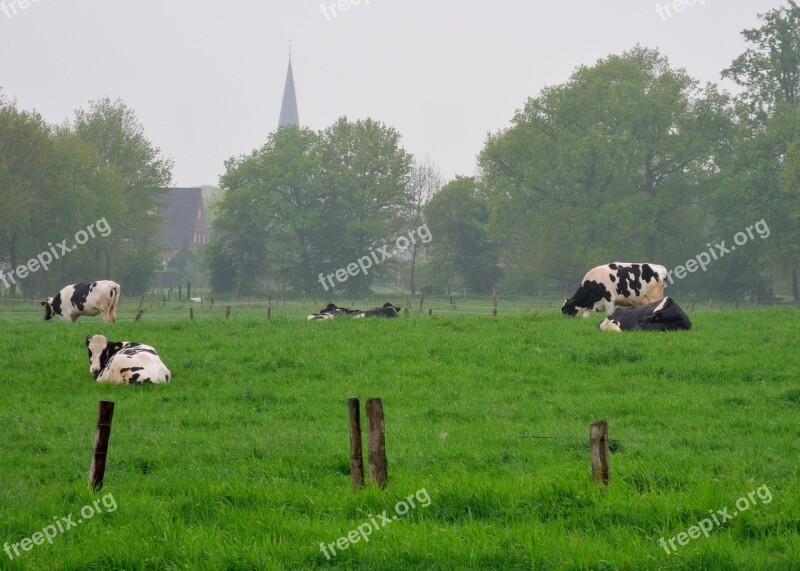 Niederrhein Land Cows Meadow Agriculture