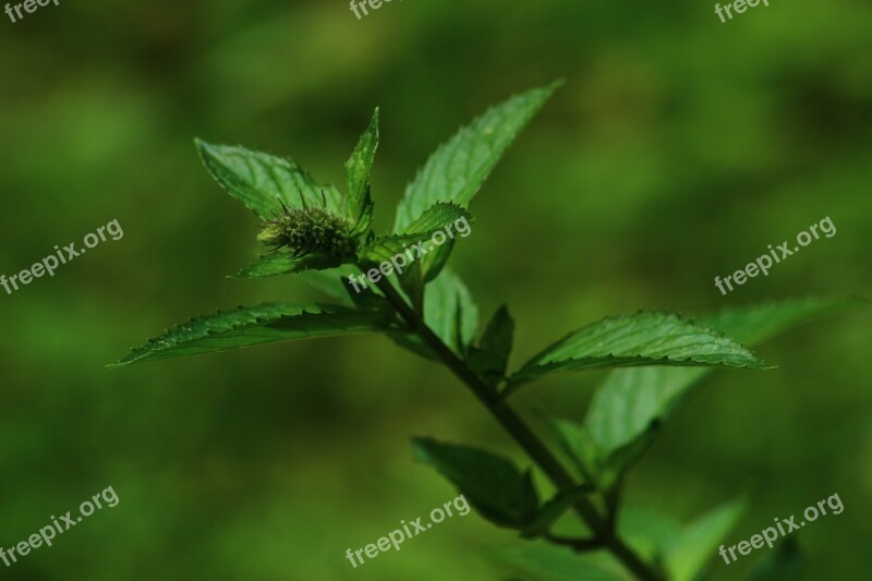 Green Mint Green Nature Garden Plants