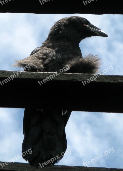 Common Raven Northern Raven Corvus Corax Silhouette Juvenile