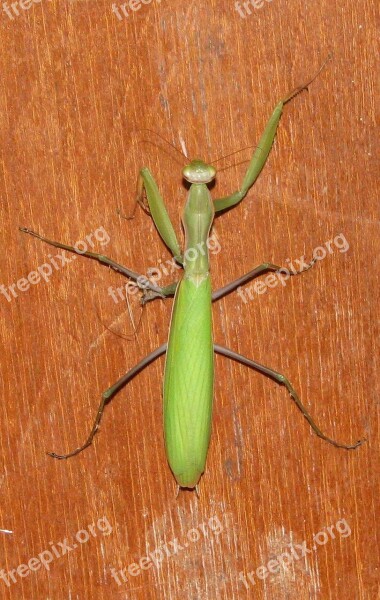 Praying Mantis European Mantis Common Mantis Mantis Religiosa Moneymore