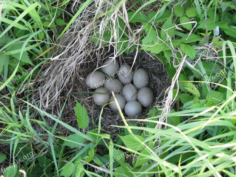 Duck Nest Eggs Unknown Species Duck Island Deer Rock Lake