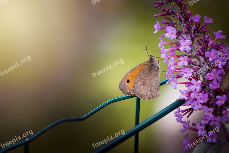 Butterfly Insect Flight Insect Landed Garden