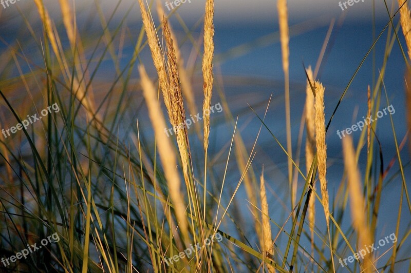 Abendstimmung Dune Beach Coast Sunset