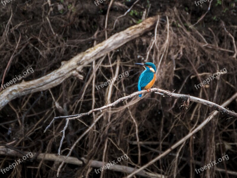 Kingfisher Bird Nature Colorful Animal World