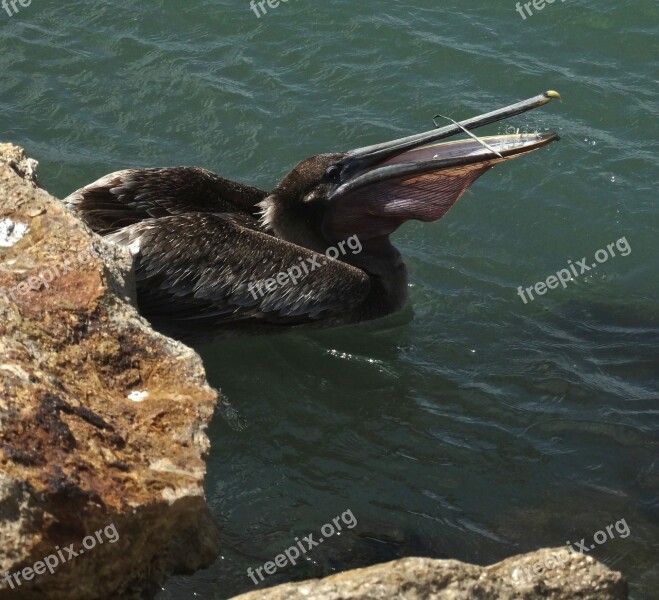 Brown Pelican Nature Bird Wildlife Water