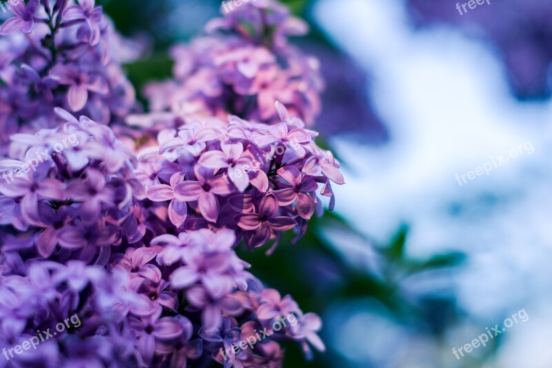 Without Lilac Flower Lilac Flowers Flourishing Without Bloom