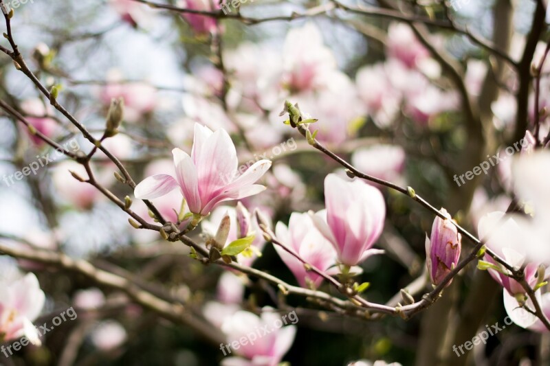 Magnolia Magnolia Tree Flowers Magnolia Branches Tree Benches