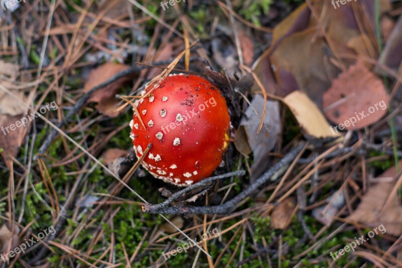 Amanita Mushroom Forest Needles Fly Agaric Red