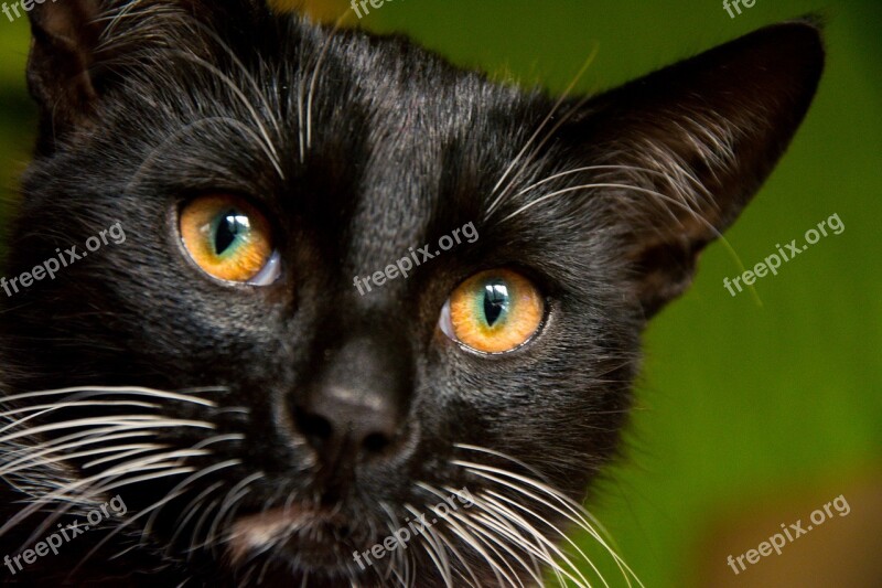 Cat Kitten Tomcat Black Cat Domestic Cat