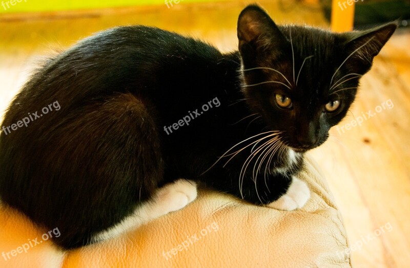 Cat Kitten Tomcat Black Cat Domestic Cat