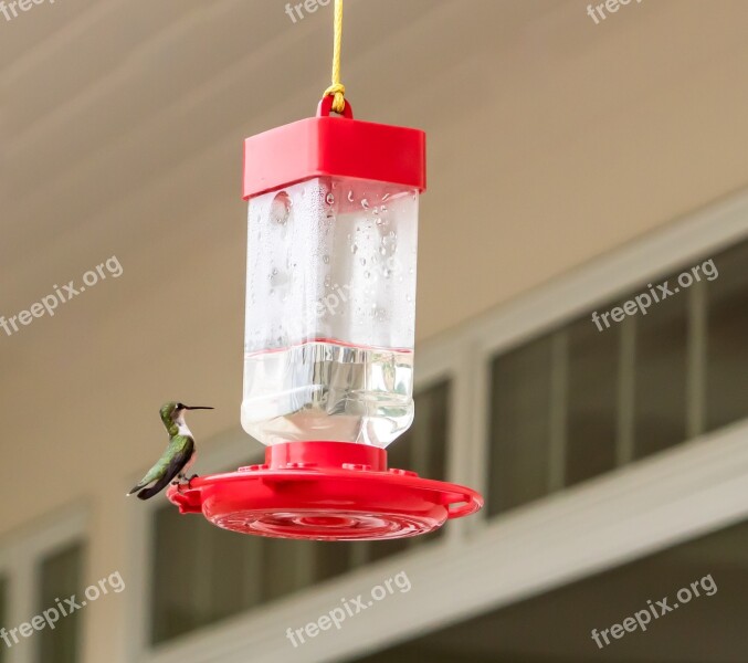 Hummingbird Sitting Feeding Feeder Fly