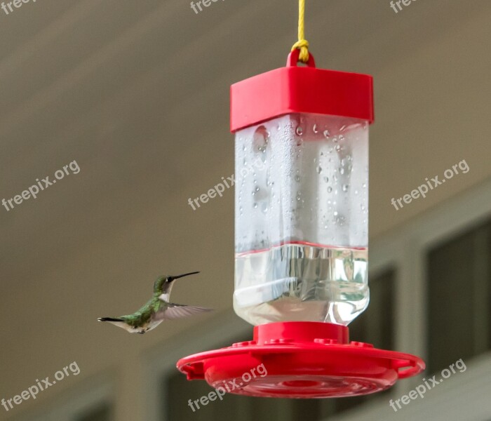 Hummingbird Flying Feeder Fly Wild