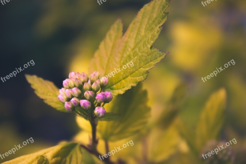 Flower Blossom Bloom Plant Nature