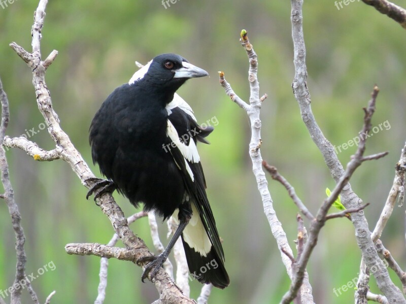 Australian Magpie South Australia Magpie Winter Black And White