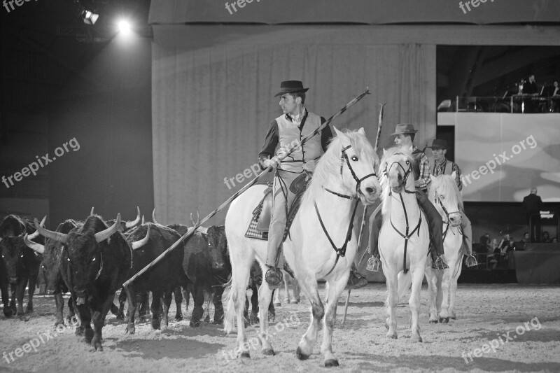 Horse Horsehair Equine White Horse Animal