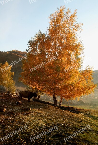 The Morning Sun The Countryside Early In The Morning Countryside Pastoral