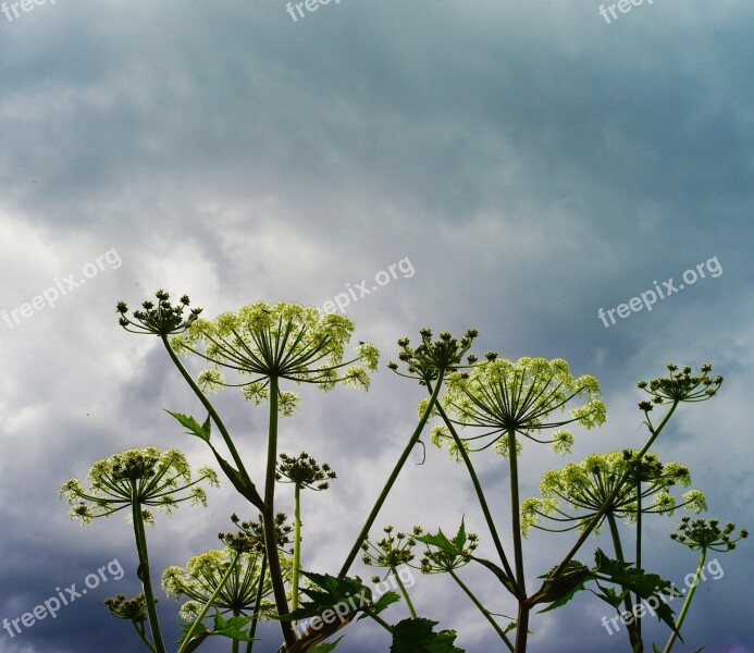 Dark Cloud Before Rain Flowers Wild Flowers Blue