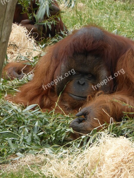 Orang-utan Mensenaap Apenheul Apeldoorn Free Photos