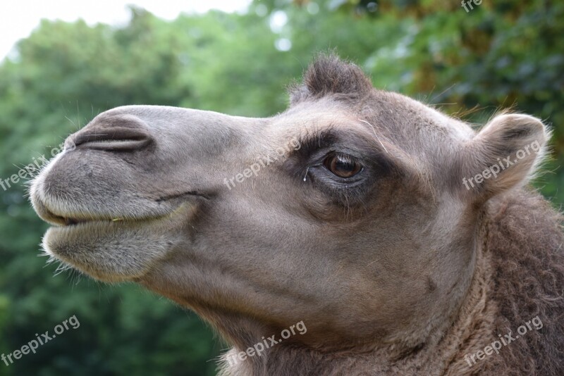 Camel Animals Head Zoo Nature