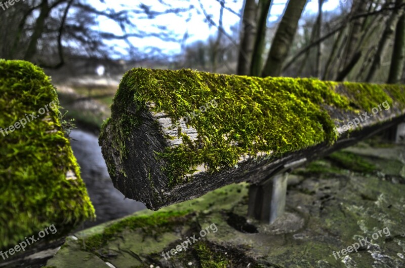 Moss Hdr Wood Forest Green