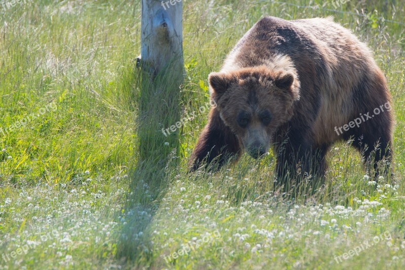 Nature Starring Animal Outdoor Wild