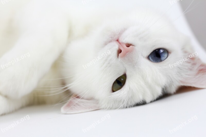 Cat White Cat Lay Pets Lazy