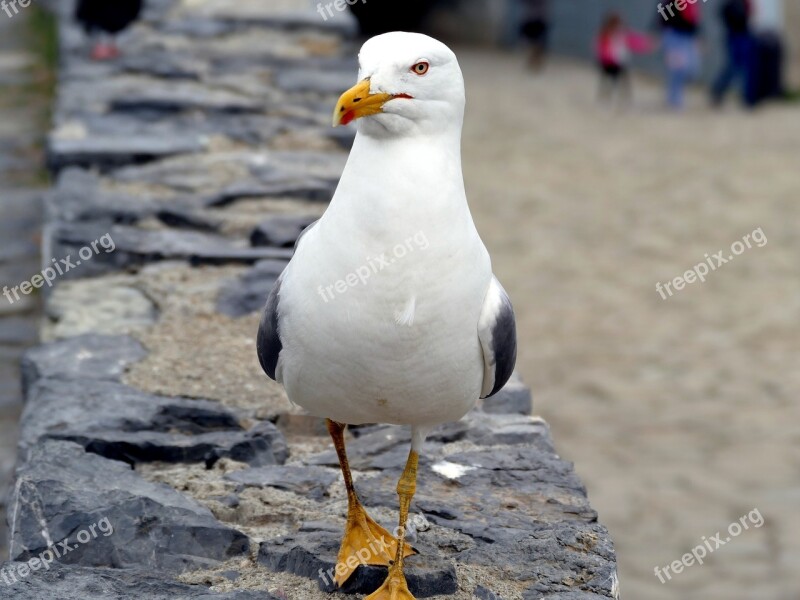 Seagull Bird Birds Close Up Coast