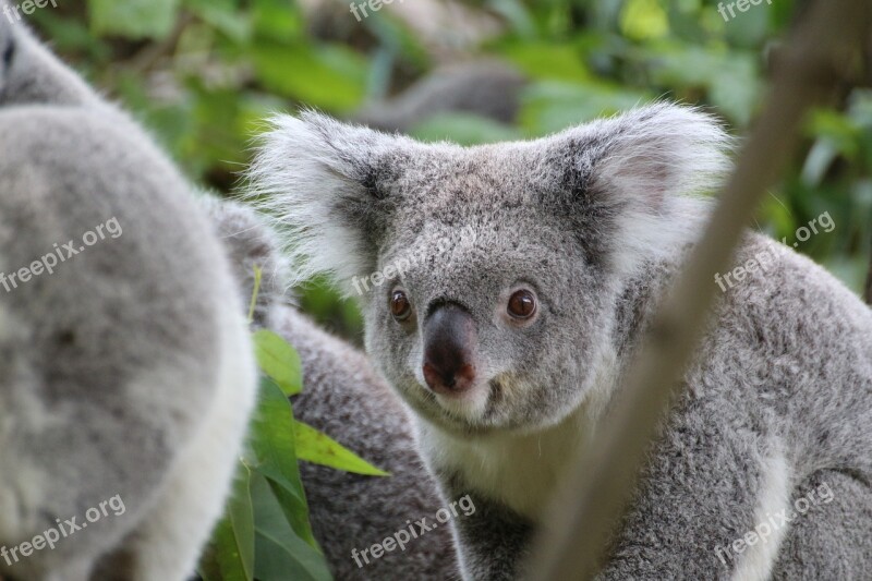 Koala Cute Tree Zoo Animal