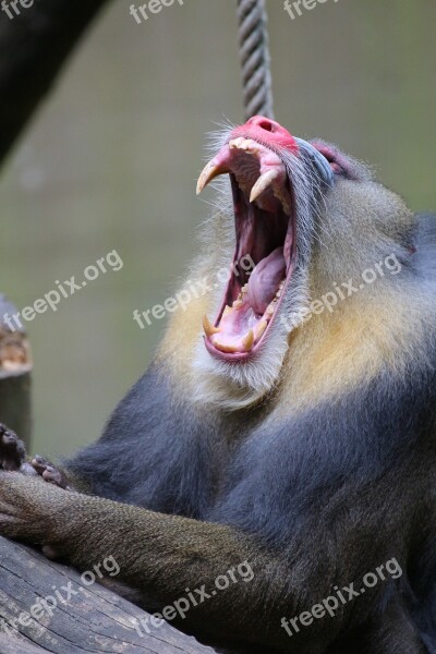 Mandrill Zoo Animal Monkey Tooth