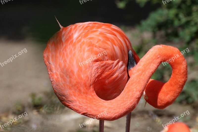 Flamingo Animal Zoo Bird Pink