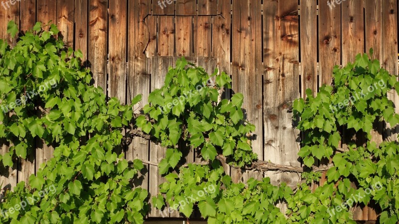 Vine Grapevine Wine Wooden Wall Grow