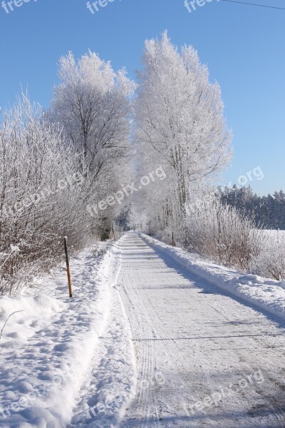 Snow Winter Wintry Symbol Picture Winter Forest