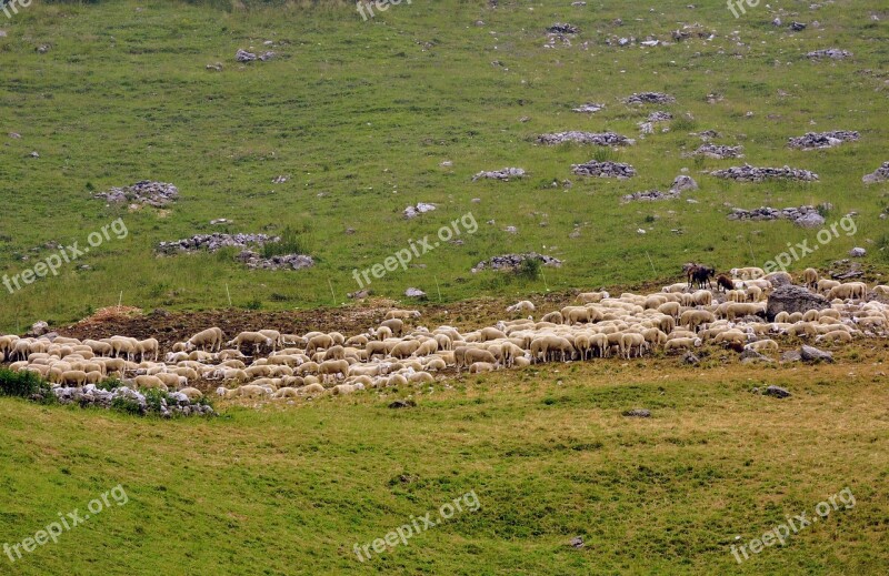 Flock Sheep Prato Green Mountain