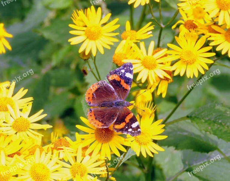 Butterfly Flowers Butterfly On Flower Nature Butterflies