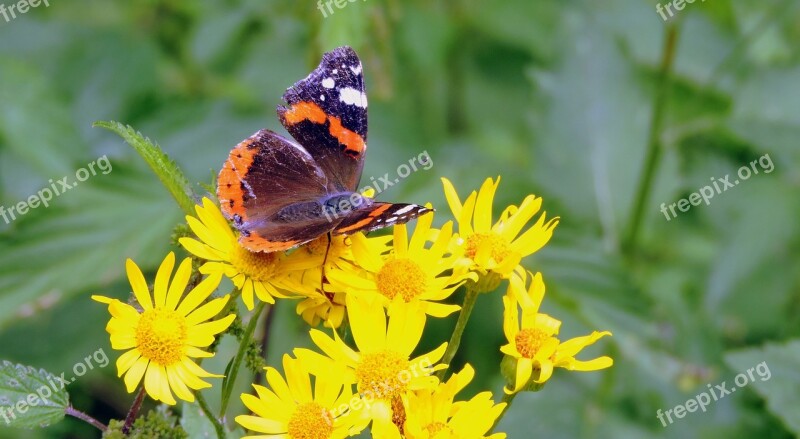 Butterfly Flowers Butterfly On Flower Nature Butterflies