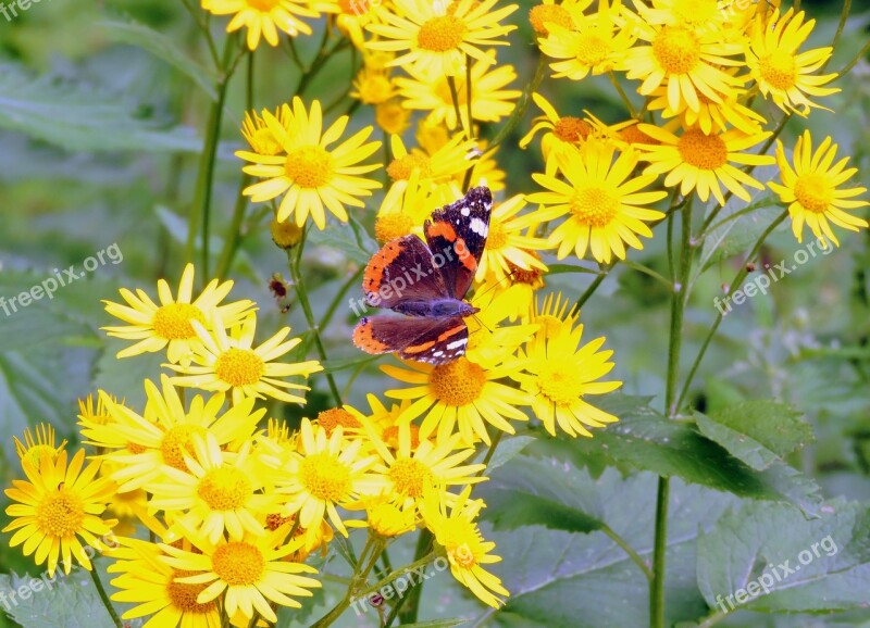 Butterfly Flowers Butterfly On Flower Nature Butterflies