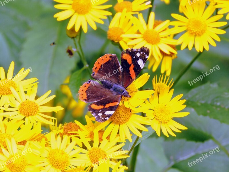 Butterfly Flowers Butterfly On Flower Nature Butterflies