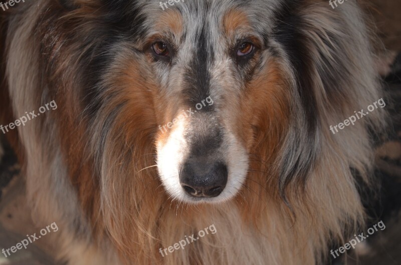 Dog Large Collie Front Look