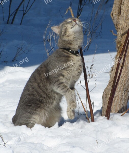 Cat Emotions Winter Pleasure Happy