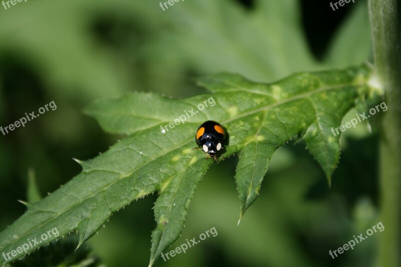 Beetle Garden Insect Nature Close Up