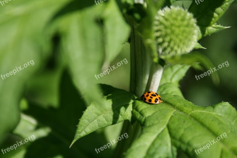 Beetle Garden Insect Nature Close Up