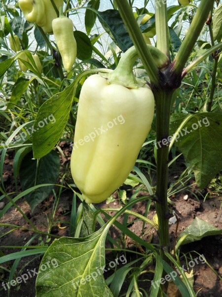 Pepper Vegetables Hothouse Summer Yellow