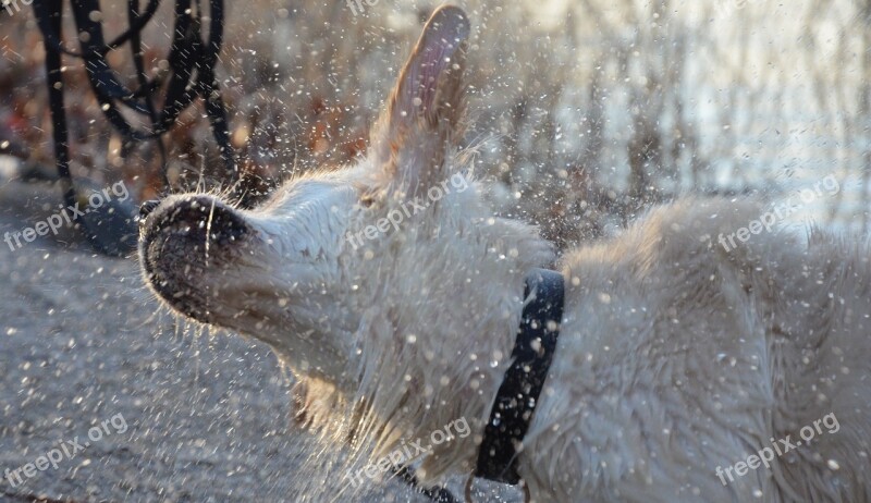 Pet Photography Dog Dog Runs Animal Nature